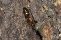 Camponotus truncatus